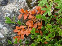 Erste Herbstanzeichen